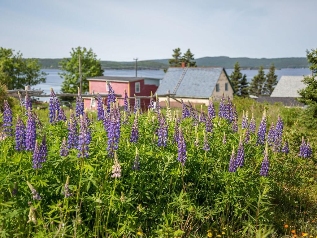 George House Heritage Bed And Breakfast Dildo Eksteriør bilde